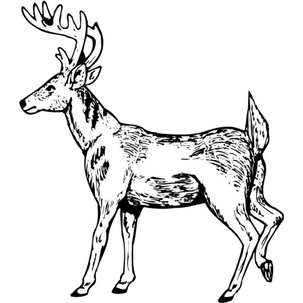 DEER019 Thumbnail